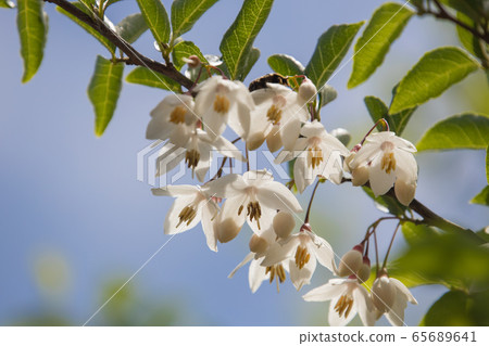 White and pretty ego flower White and pretty ego flower 65689641