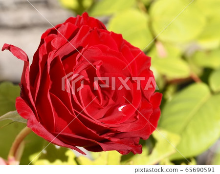 Rose flower red rose 65690591