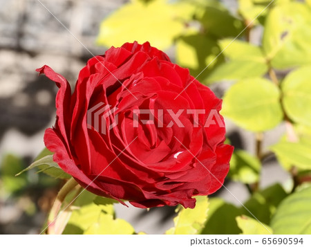 Rose flower red rose 65690594