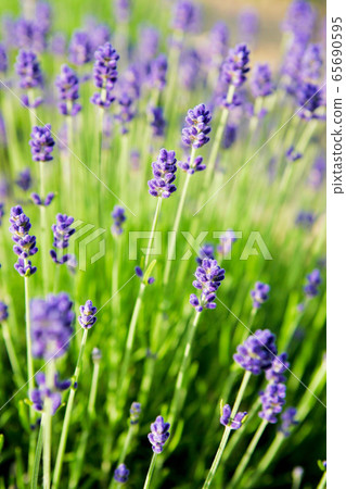 薰衣草田 薰衣草田 65690595