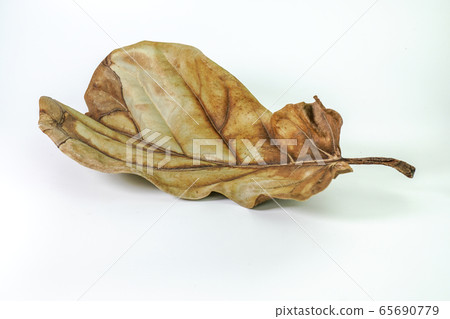 Dry nature of leaves. Dry nature of leaves. 65690779