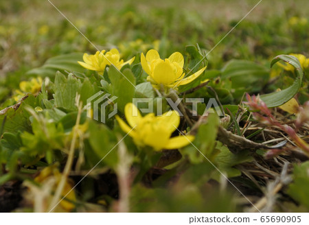 日本馬尾，一些花盛開 65690905