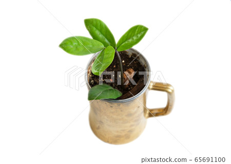 Growing plants at home. Use a beer mug instead of 65691100