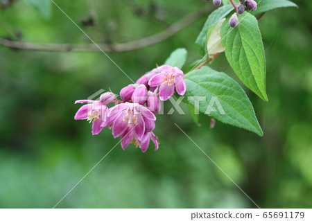 紫丁香的丁香花 紅花梅花天空樹 照片素材 圖片 圖庫