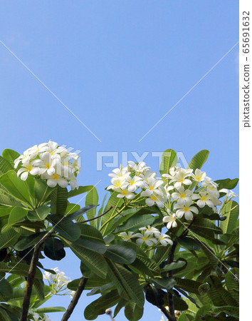 雞蛋花 雞蛋花 65691632