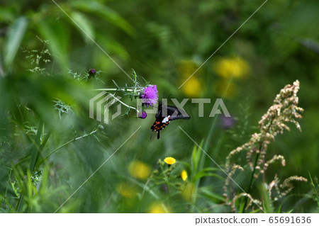 玉斑鳳蝶 65691636