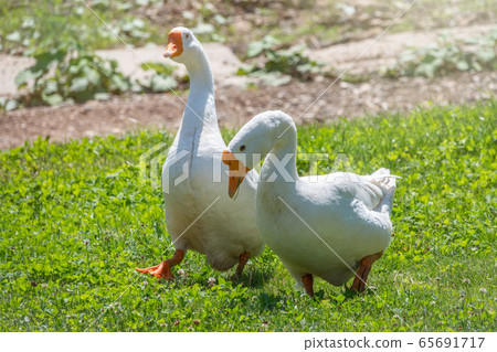 Two white big geese peacefully walking together on green grassy lawn Two white big geese peacefully walking together on green grassy lawn 65691717