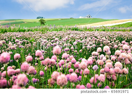 Herb field pink color 65691971