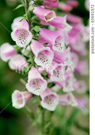 Digitalis Digitalis 65691972