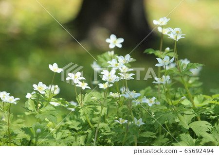 Two-wheeled grass 65692494