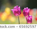 Tulip 65692597