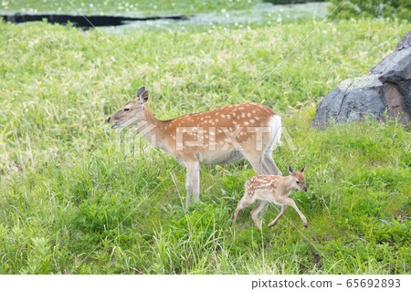 Ezoshima的父母子女 65692893