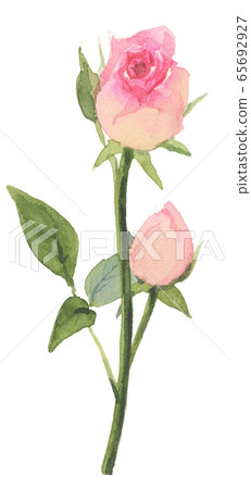 Pink rose watercolor hand painted illustration... - Stock Illustration ...