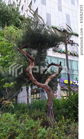 Pine tree Pine tree 65692935
