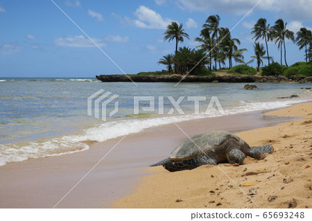 Haleiwa Alii beach sea turtle Haleiwa Alii beach sea turtle 65693248