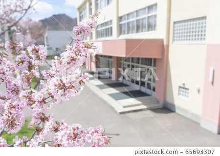 Sakura and school Sakura and school 65693307