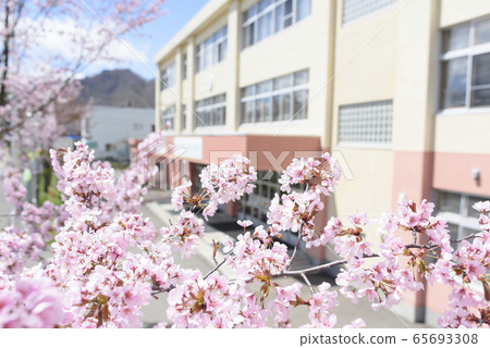Sakura and school Sakura and school 65693308