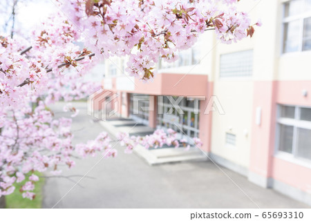 Sakura and school 65693310