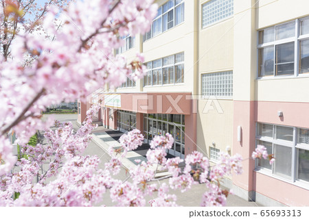 Sakura and school 65693313