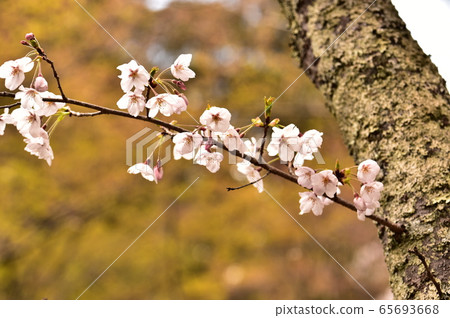 櫻桃樹枝 櫻桃樹枝 65693668