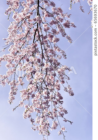 櫻花與天空之間的對比 櫻花與天空之間的對比 65693670