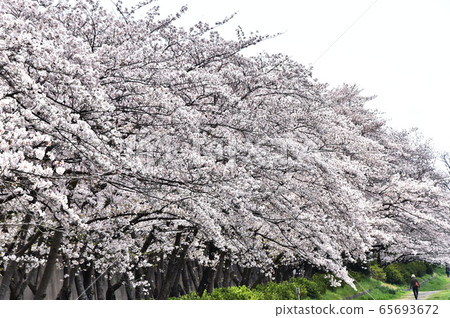 Invited by spring breeze Invited by spring breeze 65693672