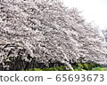 Cherry tree in full bloom  65693673