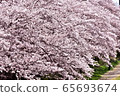 Cherry blossom 65693674