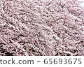 Cherry-blossom color 65693675