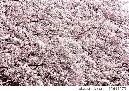 Cherry-blossom color 65693675
