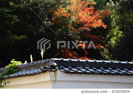 東大寺的路,牆上的紅葉,奈良縣奈良市, 東大寺的路,牆上的紅葉,奈良縣奈良市, 65693684