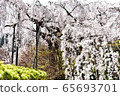 Bamboo cherry tree full bloom 65693701