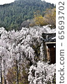 Kyoto Nishiyama in the background 65693702