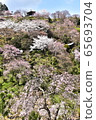 Cherry blossoms 65693704