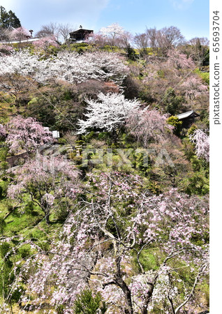Cherry blossoms 65693704