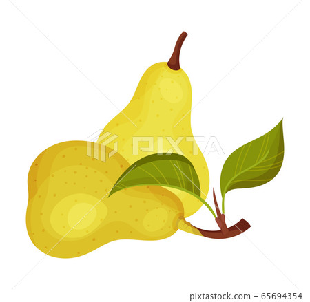 Whole Pomaceous Pear Fruit with Upper Flower Stalk and Green Fibrous Leaves Vector Illustration 65694354