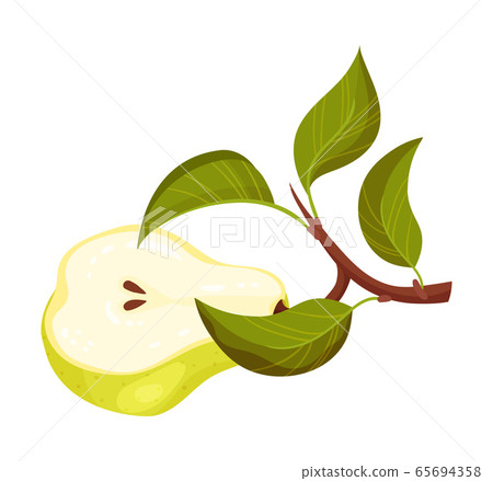 Green Pear with Cut out Segment Showing Sweet Flesh Vector Illustration 65694358