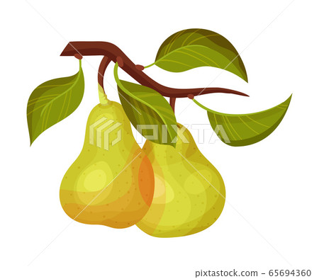 Whole Pomaceous Pear Fruit with Upper Flower Stalk and Green Fibrous Leaves Vector Illustration 65694360