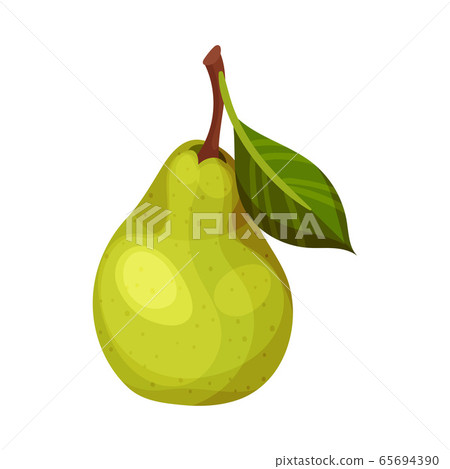 Whole Pomaceous Pear Fruit with Upper Flower Stalk and Green Fibrous Leaf Vector Illustration 65694390