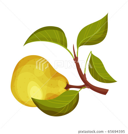 Whole Pomaceous Pear Fruit with Upper Flower Stalk and Green Fibrous Leaves Vector Illustration 65694395