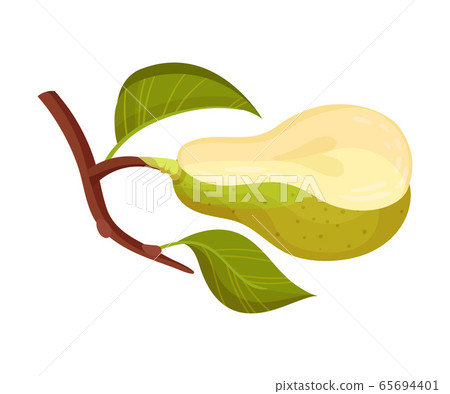 Pomaceous Halved Pear Fruit with Upper Flower Stalk and Green Fibrous Leaves Vector Illustration 65694401