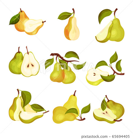 Pomaceous Pear Fruit with Upper End of Flower Stalk and Green Fibrous Leaf Vector Set 65694405