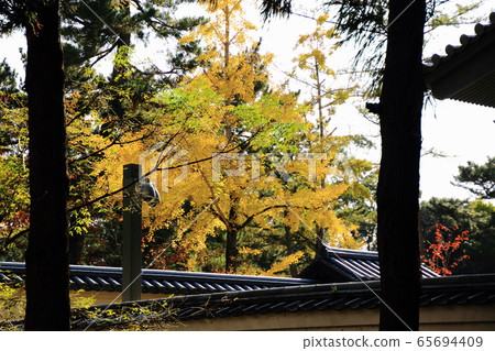東大寺場,秋天的色彩,花園,奈良市,奈良縣, 東大寺場,秋天的色彩,花園,奈良市,奈良縣, 65694409