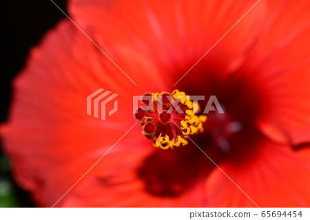 Red hibiscus Red hibiscus 65694454