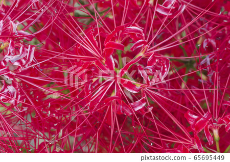 群集孤挺花 65695449