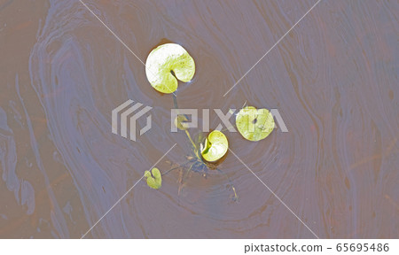 Very small yellow plump floating in the oily water 65695486
