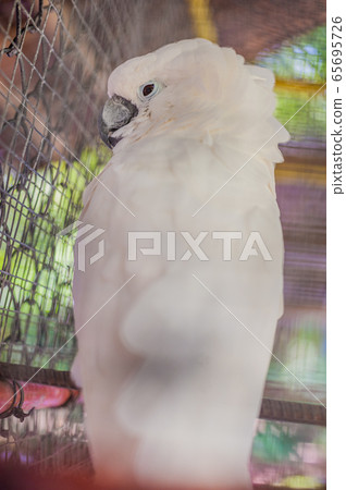 Tropical birds in the Philippines 65695726