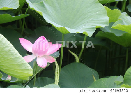一朵蓮花 一朵蓮花 65695830