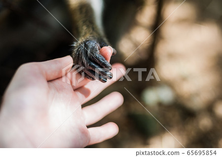 Monkey looking through the bars Monkey looking through the bars 65695854