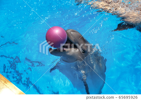 Smiling dolphin. dolphins swim in the pool Smiling dolphin. dolphins swim in the pool 65695926